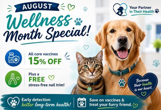 August Promotion 2026 Animal Hospital Hollywood