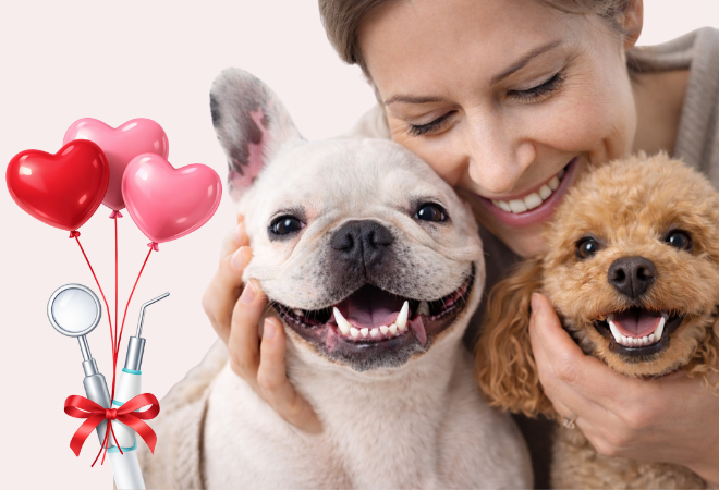 January Promotion 2026 Animal Hospital Hollywood