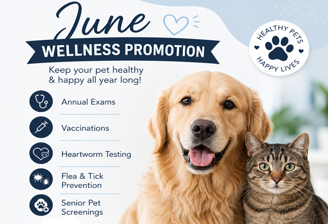 June Promotion 2026 Animal Hospital Hollywood