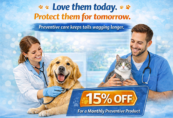 March Promotion 2026 Animal Hospital Hollywood