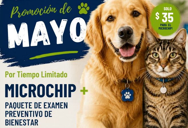 Promoción Mayo 2026 Animal Hospital Hollywood