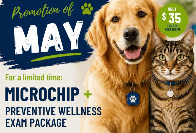 May Promotion 2026 Animal Hospital Hollywood