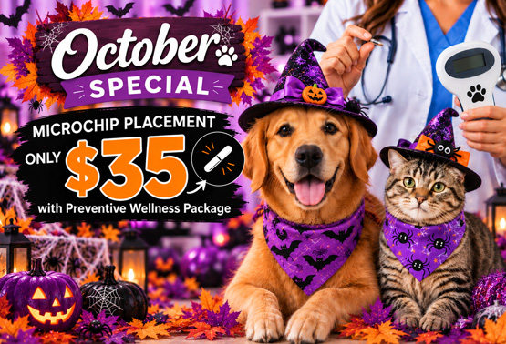 October Promotion 2026 Animal Hospital Hollywood