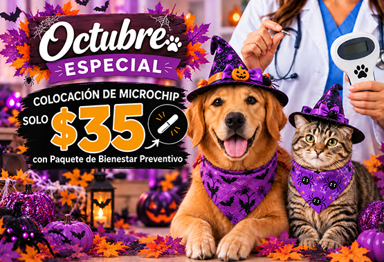 October Promotion 2026 Animal Hospital Hollywood