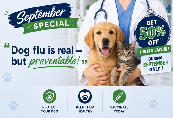 September Promotion 2026 Animal Hospital Hollywood