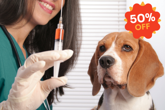 September Promotion 2025 Animal Hospital Hollywood